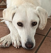 QUAMA, Hund, Mischlingshund in Italien - Bild 1