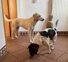 QUAMA, Hund, Mischlingshund in Kerpen - Bild 12