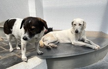 QUAMA, Hund, Mischlingshund in Kerpen - Bild 20