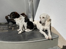 QUAMA, Hund, Mischlingshund in Kerpen - Bild 6