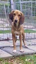 PASQUALINA, Hund, Sagugio Italiana in Italien - Bild 1