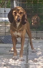PASQUALINA, Hund, Sagugio Italiana in Italien - Bild 5