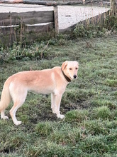 QUINA, Hund, Mischlingshund in Beelitz - Bild 2