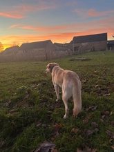 QUINA, Hund, Mischlingshund in Beelitz - Bild 3