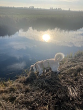 QUINA, Hund, Mischlingshund in Beelitz - Bild 5