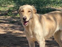 QUINA, Hund, Mischlingshund in Beelitz - Bild 8