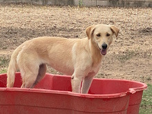 QUINA, Hund, Mischlingshund in Beelitz - Bild 9