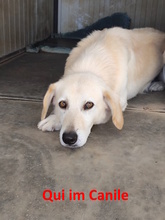 QUI, Hund, Mischlingshund in Italien - Bild 15