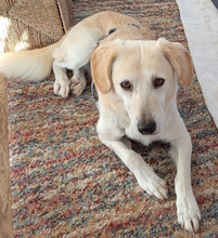 QUI, Hund, Mischlingshund in Italien - Bild 9
