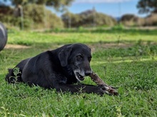 QUO, Hund, Mischlingshund in Italien - Bild 4