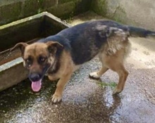 REGINELLA, Hund, Mischlingshund in Italien - Bild 2