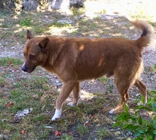 LOU, Hund, Mischlingshund in Italien - Bild 1