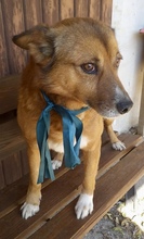 LOU, Hund, Mischlingshund in Italien - Bild 3
