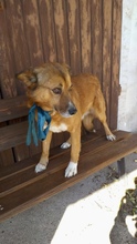 LOU, Hund, Mischlingshund in Italien - Bild 7