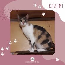 KAZUMI, Katze, Europäisch Kurzhaar in Bulgarien - Bild 1
