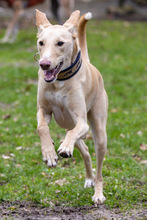 COCO, Hund, Podenco-Mix in Papenburg - Bild 1