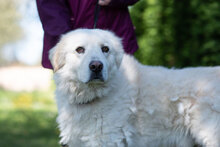 ROCCO, Hund, Pyrenäenhirtenhund in Italien - Bild 2