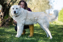 ROCCO, Hund, Pyrenäenhirtenhund in Italien - Bild 4