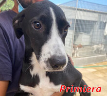 PRIMIERA, Hund, Mischlingshund in Italien - Bild 1