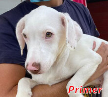PRIMER, Hund, Mischlingshund in Italien - Bild 1