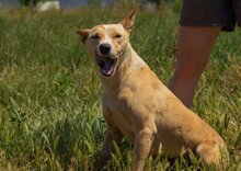 BABETT, Hund, Mischlingshund in Ungarn - Bild 3