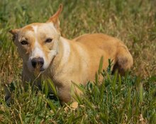 BABETT, Hund, Mischlingshund in Ungarn - Bild 4