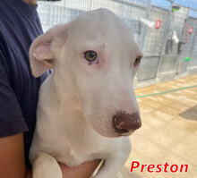 PRESTON, Hund, Mischlingshund in Italien - Bild 14