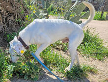 PRESTON, Hund, Mischlingshund in Italien - Bild 4