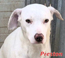 PRESTON, Hund, Mischlingshund in Italien - Bild 8