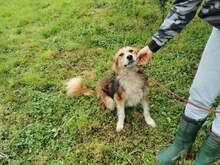PACO, Hund, Mischlingshund in Bosnien und Herzegowina - Bild 3