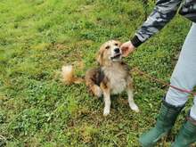 PACO, Hund, Mischlingshund in Bosnien und Herzegowina - Bild 4