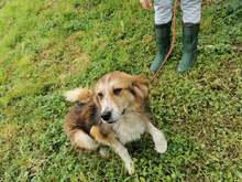 PACO, Hund, Mischlingshund in Bosnien und Herzegowina - Bild 5