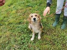 PACO, Hund, Mischlingshund in Bosnien und Herzegowina - Bild 6