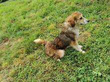 PACO, Hund, Mischlingshund in Bosnien und Herzegowina - Bild 8
