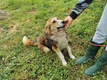 PACO, Hund, Mischlingshund in Bosnien und Herzegowina - Bild 9