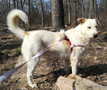 APOLLO, Hund, Mischlingshund in Rumänien - Bild 1