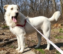 APOLLO, Hund, Mischlingshund in Rumänien - Bild 3
