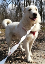 APOLLO, Hund, Mischlingshund in Warringholz - Bild 4