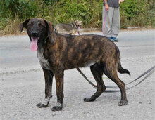 LUNY, Hund, Mischlingshund in Bulgarien - Bild 1