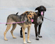 LUNY, Hund, Mischlingshund in Bulgarien - Bild 4