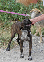 LUNY, Hund, Mischlingshund in Bulgarien - Bild 5