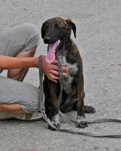 LUNY, Hund, Mischlingshund in Bulgarien - Bild 6