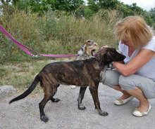 LUNY, Hund, Mischlingshund in Bulgarien - Bild 7