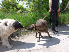 LUNY, Hund, Mischlingshund in Köln - Bild 15