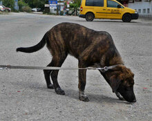LUNY, Hund, Mischlingshund in Köln - Bild 2