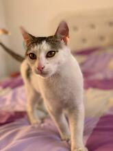 MORITZ, Katze, Hauskatze in Rumänien - Bild 3