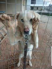 ELSA, Hund, Mischlingshund in Griechenland - Bild 1