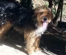 ROSY, Hund, Terrier-Mix in Griechenland - Bild 1