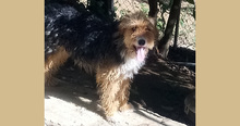 ROSY, Hund, Terrier-Mix in Griechenland - Bild 3