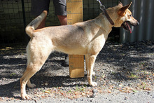 TAPPANCS, Hund, Mischlingshund in Ungarn - Bild 2
